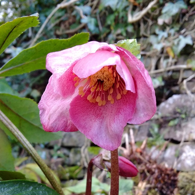 Beautiful_pink_Hellebore