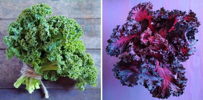 Bunches_of_green_and_red_curly_kale