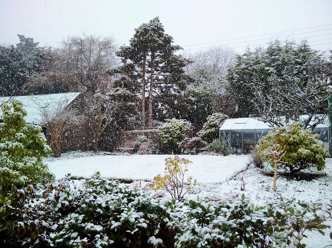 Falling_snow_in_a_Scottish_garden_at_the_end_of_ January