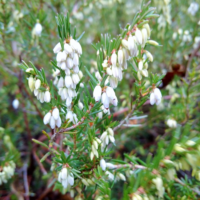 Bright_white_winter_heather