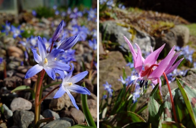 A_single_Chionadoxa_flower_stem_and_a_Dog-tooth_violet
