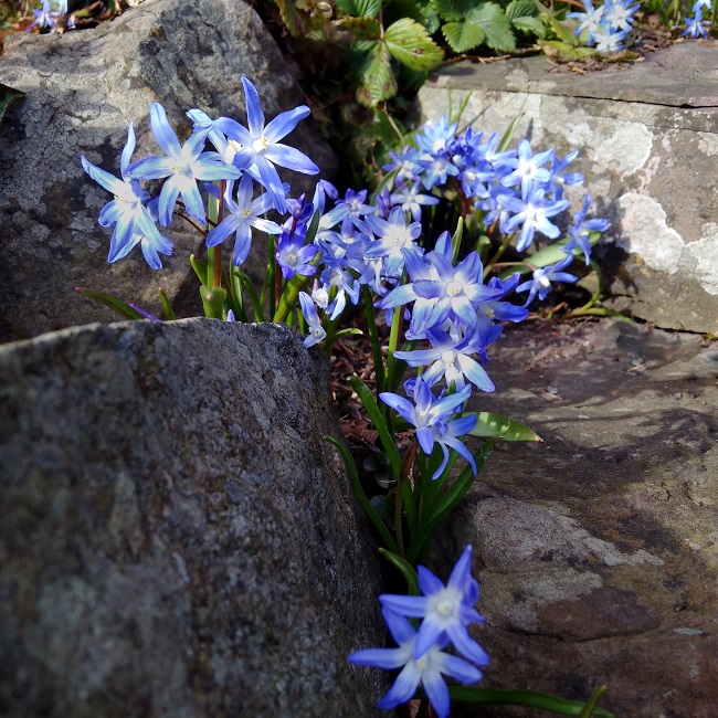 One_of_the_first_spring_flowers_'Chionadoxa