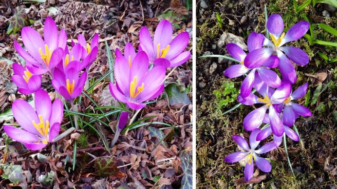 Deep_mauve_and_purple_crocus