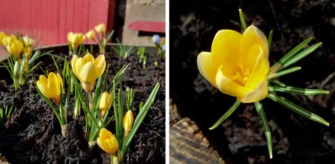 Golden_yellow_crocus