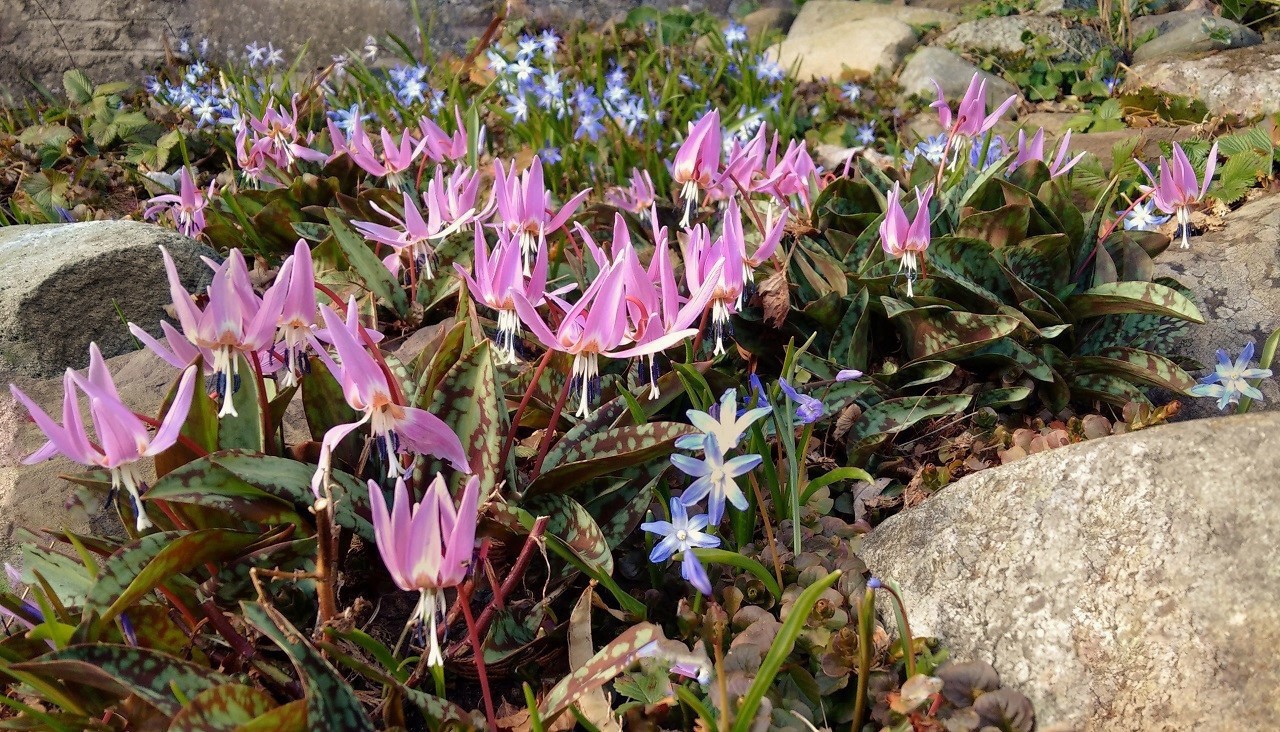 Dog-tooth_violets_growing_amonst_the_stones_on_a_rockery_alonside_Chionadoxa