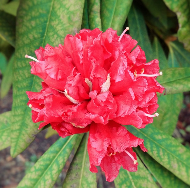Scarlet_flower_of_a_Rhododendron
