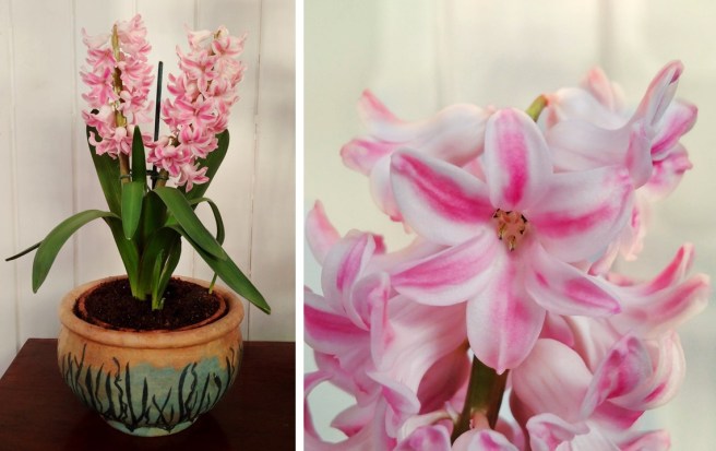 Double_pink_pot_Hyacinth_in_full_bloom