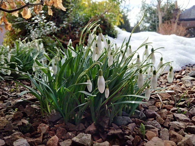 A_clump_of_snowdrops_sheltered_from_the_snow
