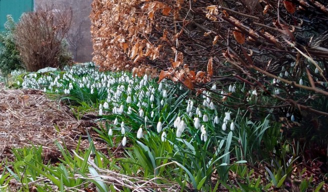 March_garden_Snowdrops_growing_under_a_beech_hedge