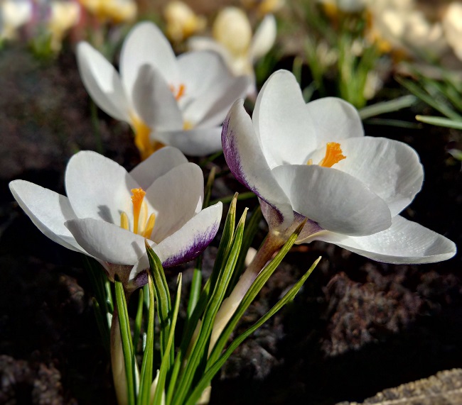 Close-up_of_white_crocus_with_Violet_splashed_petals
