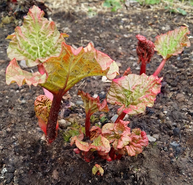 Home-grown_rhubarb_in_early_April