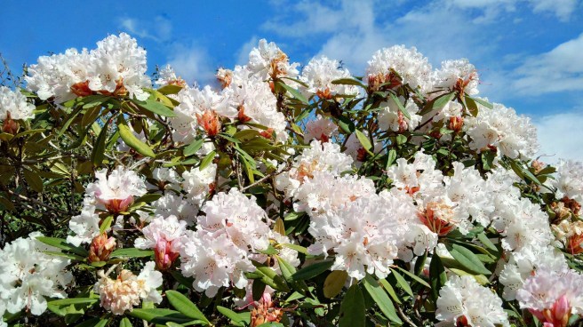 Pale_pink_rhododendron_in_full_bloom_under_a_blue_sky