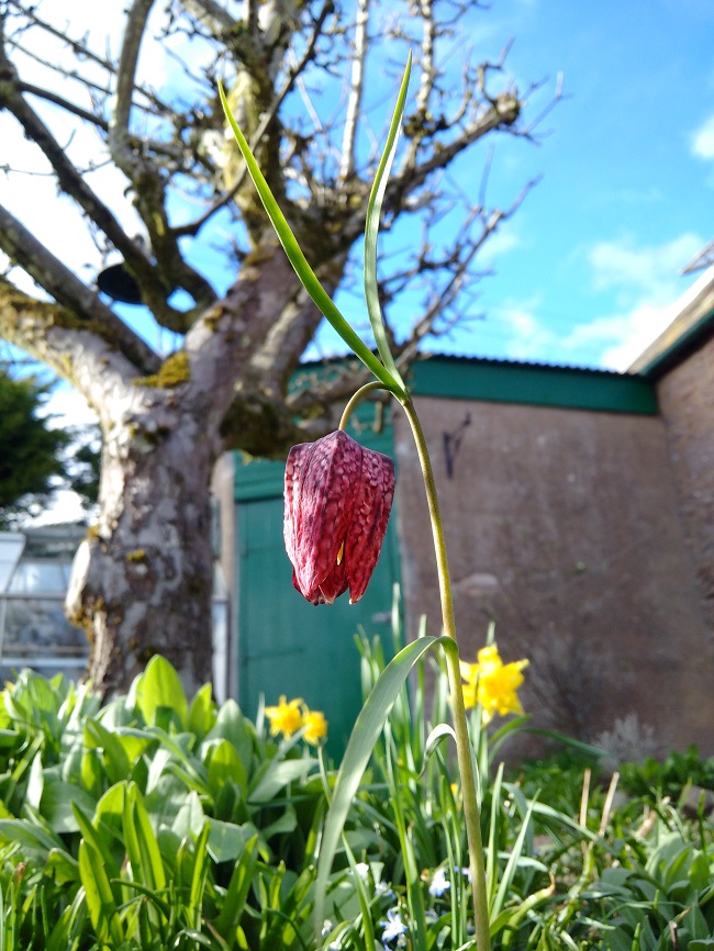 Solo_Snakeshead_Fritillary_in_spring_sunshine