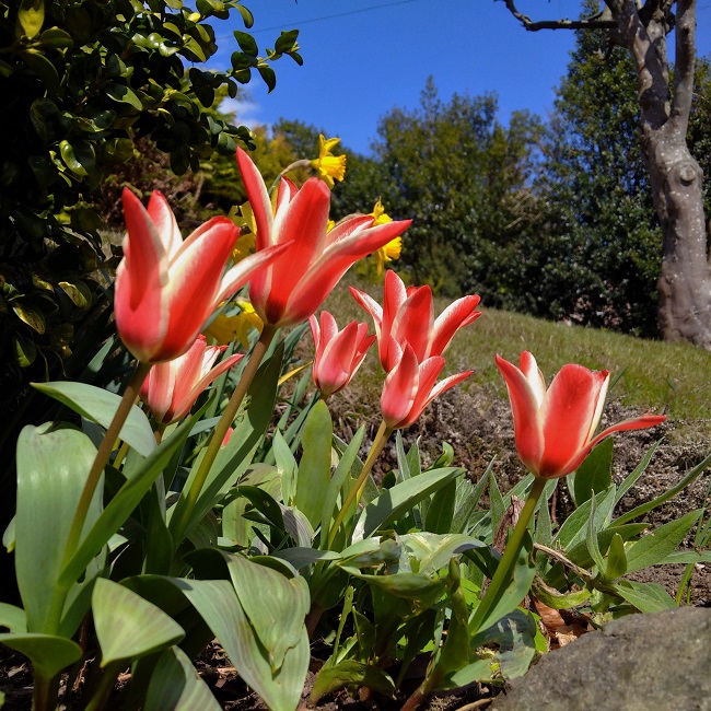 Red_and_white_striped_tulips_under_a_blue_sky