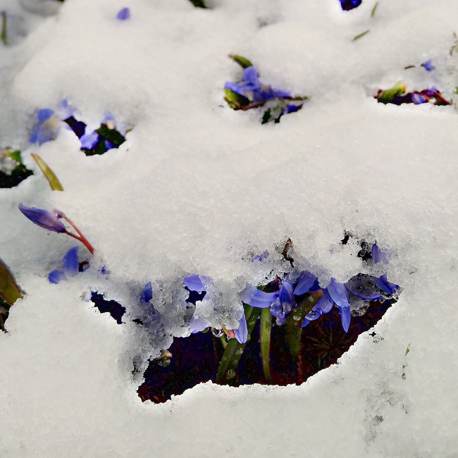 Chionadoxa_in_early_April_snow