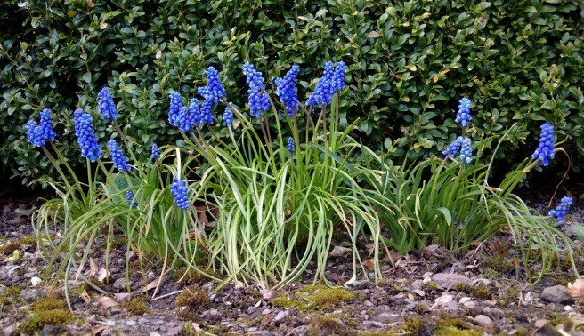 Group_of_grape_hyacinths_growing_at_the_foot_of_a_privet_hedge