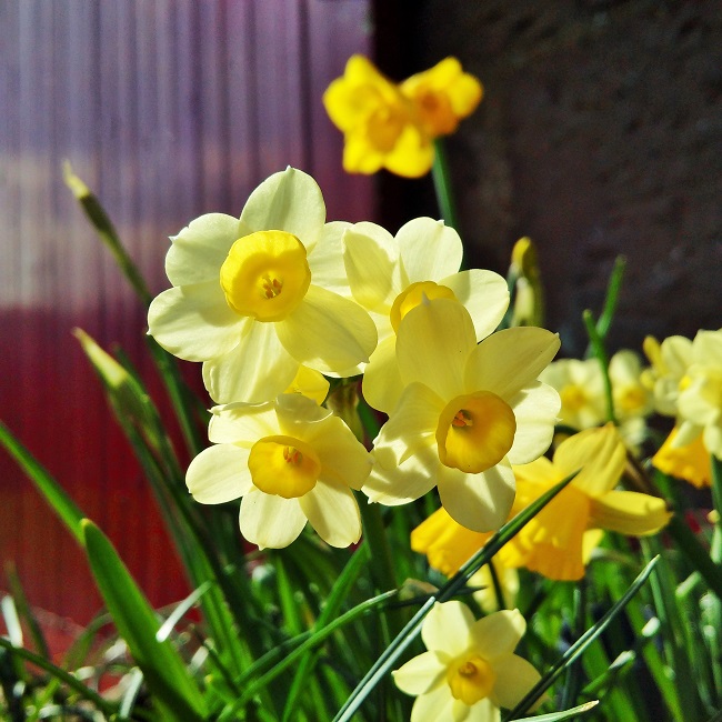 Pale_lemon_multi-headed_Narcissus