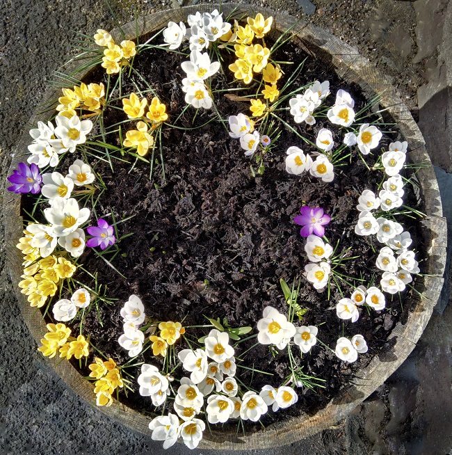 Overhead_image_of_multi-coloured_crocus_in_full_bloom