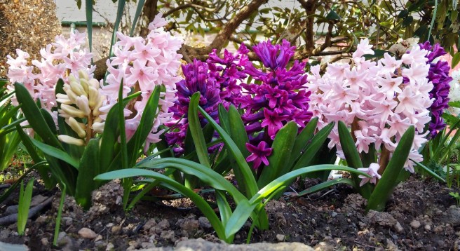 Pink_and_magenta_hyacinths_growing_in_a_shady_border