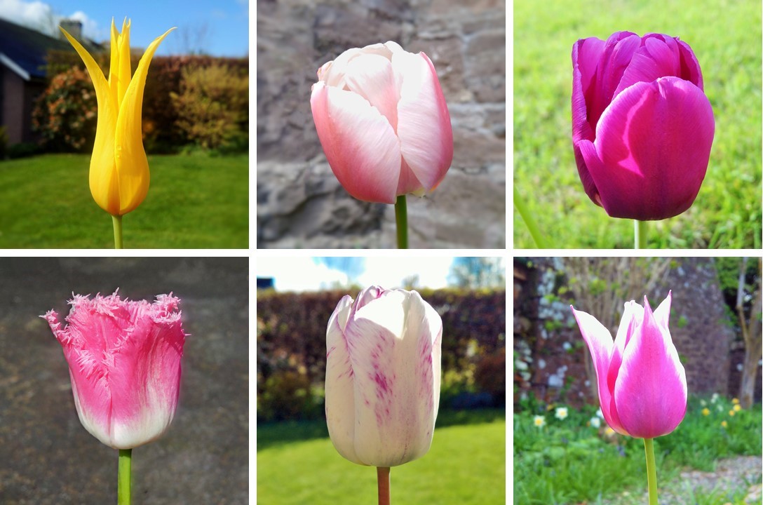 Six_different_tulip_blooms