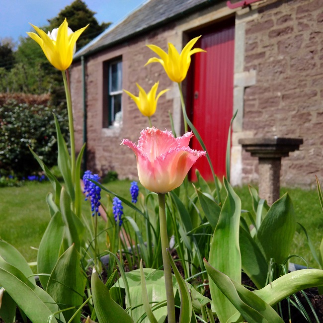 Wheelbarrow_of_spring_flowers