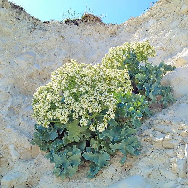 Wild_sea_kale_in_full_bloom_growing_on_chalk_cliff_face