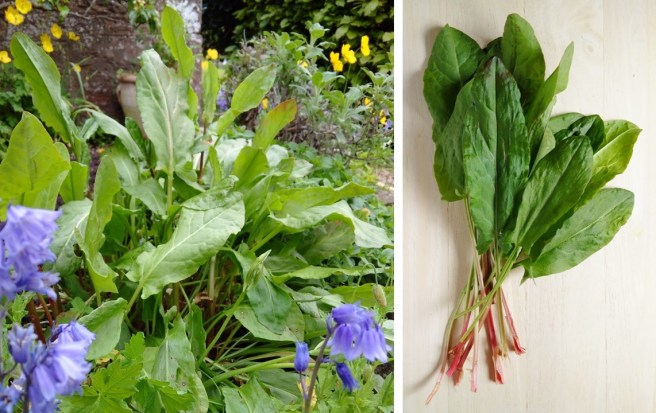 Fresh_sorrel_growing_and freshly_picked_leaves