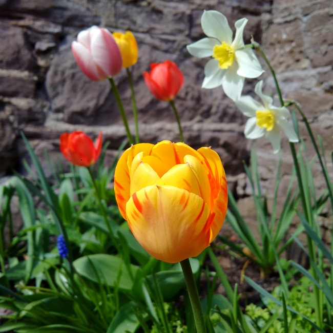 Collection_of_spring_flowers_growing_by_a_wall