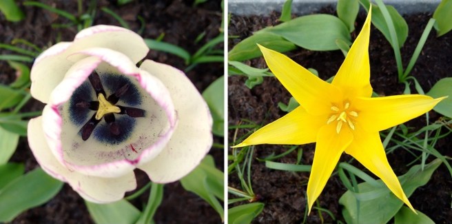 Crimson_flush_and_pointed_yellow_tulips_overhead