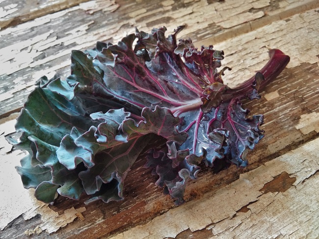 Freshly_pickedsmall_sea_kale_leaf
