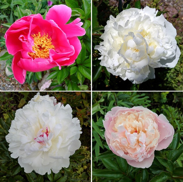 4_varieties_of_peony_in_bloom