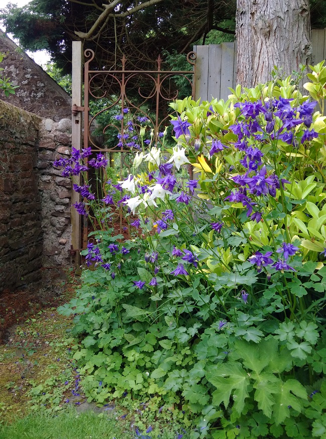 Back_garden_gate_with_blue_and_white_Aquilegia