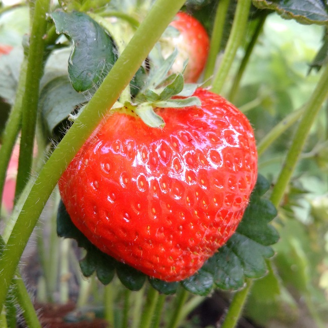 Fully_ripe_home-grown_strawberry