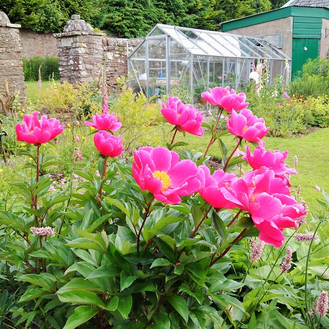 Fuschia-pink_peonies_with_bright_yellow_centre
