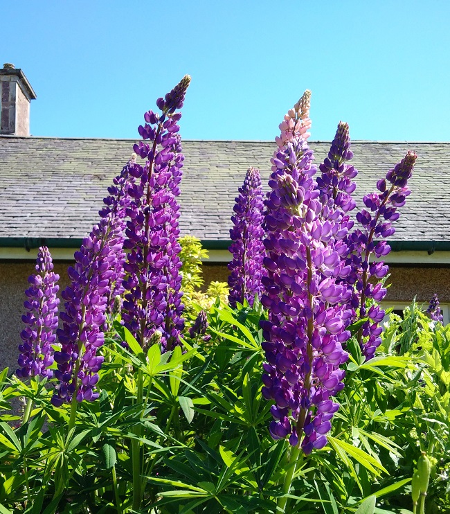 Cluster_of_purple_lupins