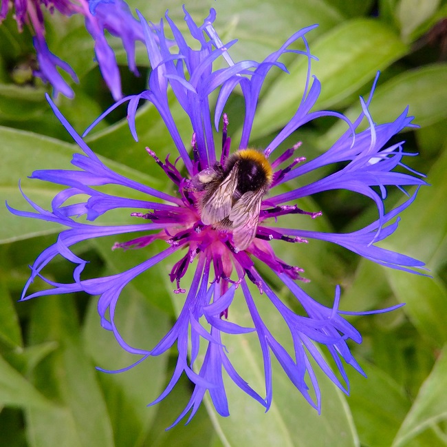 Honey_bee_on_a_Meadow_Cornflower