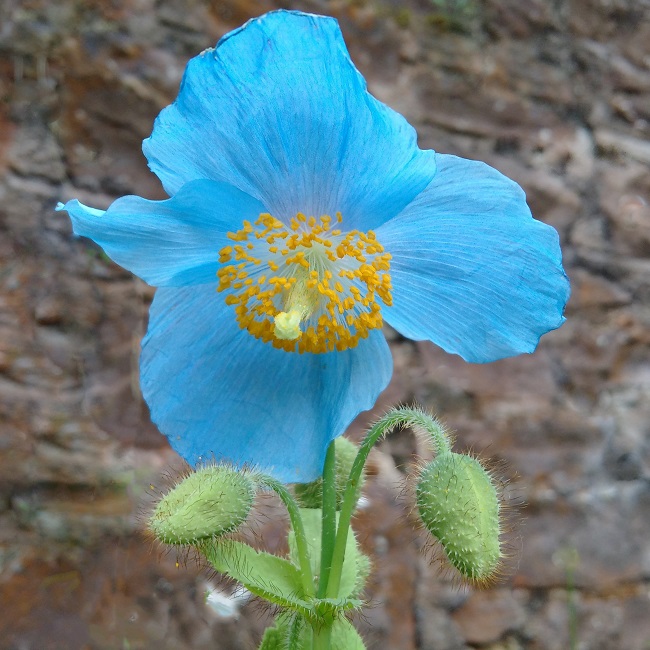 Himalayan_blue_poppy