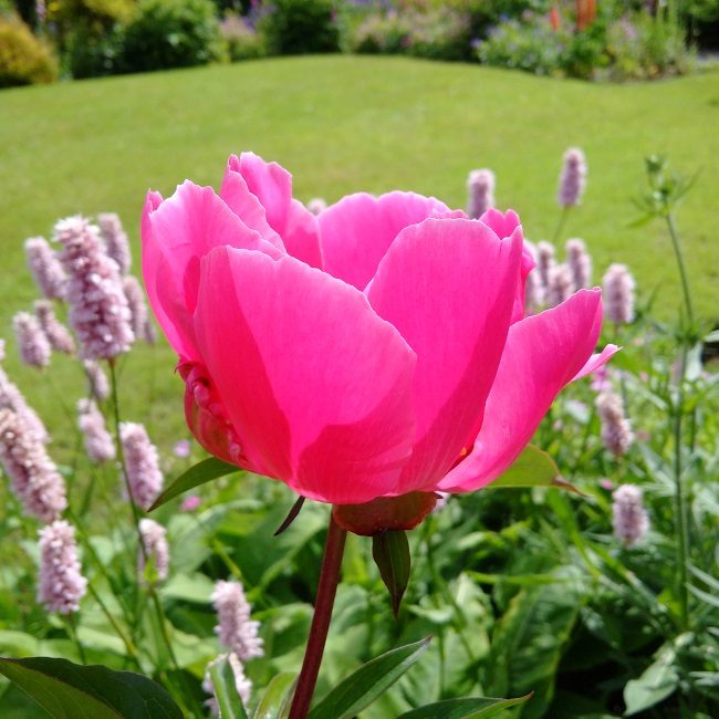 Fuschia-pink_peony_in_the_sunshine