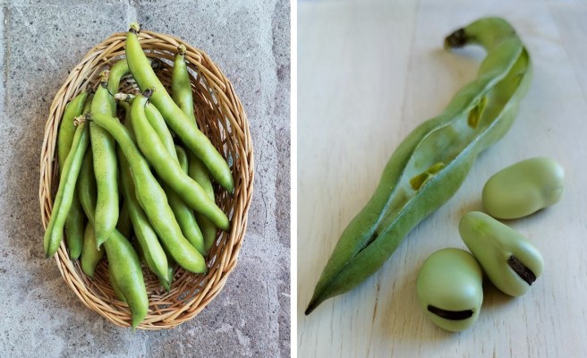 Fresh_broad_beans_in_the_pod_and_shelled