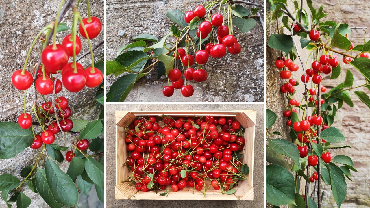 Images_of_Morello_cherries_growing_on_an_espalier_tree