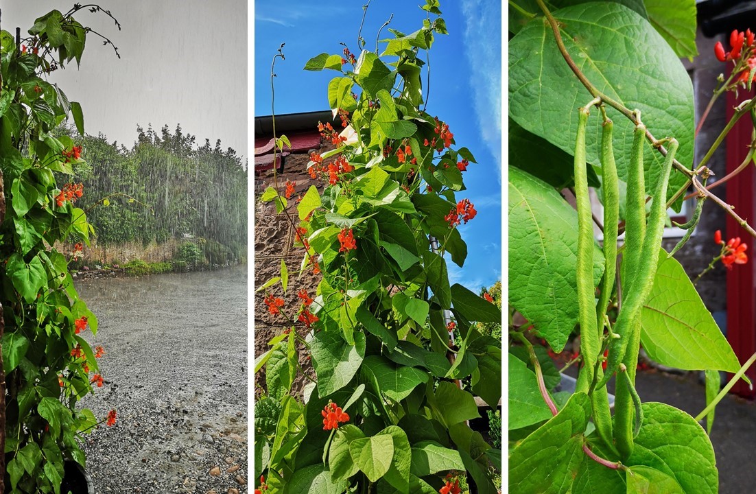 Runner_bean_vines_in_pouring_rain_and_in_sunshine