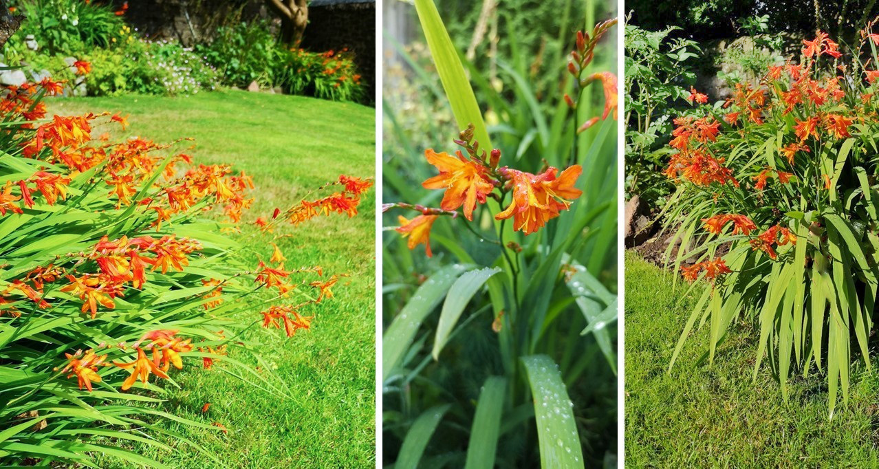 Orange_Crocosmia_(Montbretia)