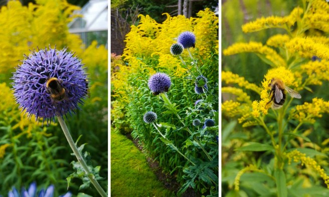 Goldenrod_and_globe_thistle_in_Scottish_flower_border