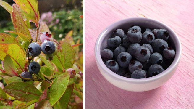 On_the_bush_and_harvested_late_August_Scottish_blueberries