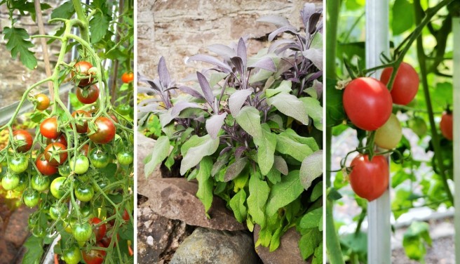 Home-grown_tomatoes_on_the_vine_and_fresh_sage