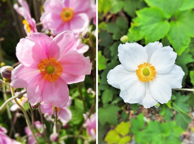 Pink_and_white_blooms_of_Japanese_anemones