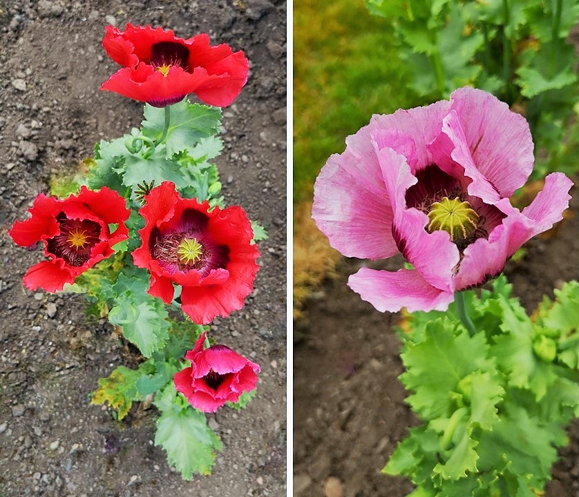 Large_red_and_pink_poppies