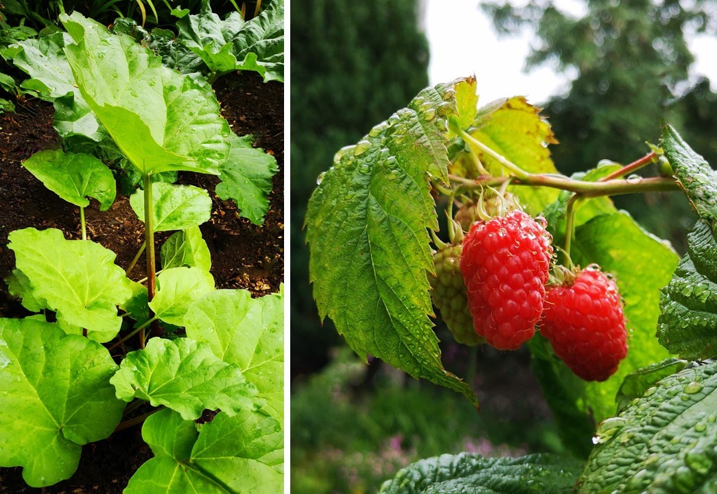 Home-grown_rhubarb_and_raspberries_after_a_rain_shower