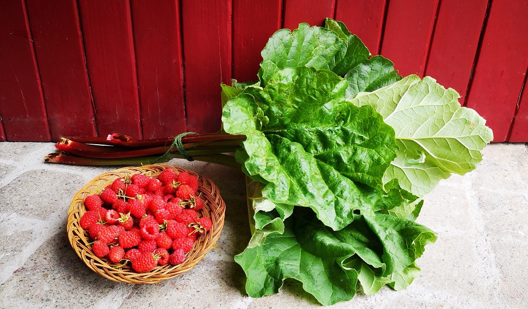 Oval_basket_of_summer_raspberries_and_a_bunch_of_rhubarb_stems