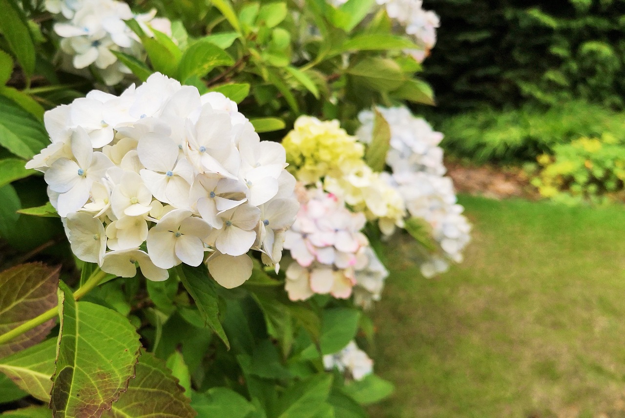 White_hydrangea_blooms
